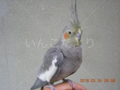 保護鳥の写真