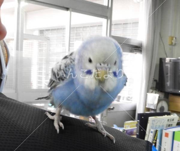 保護鳥の写真
