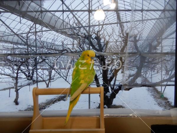迷い鳥の写真
