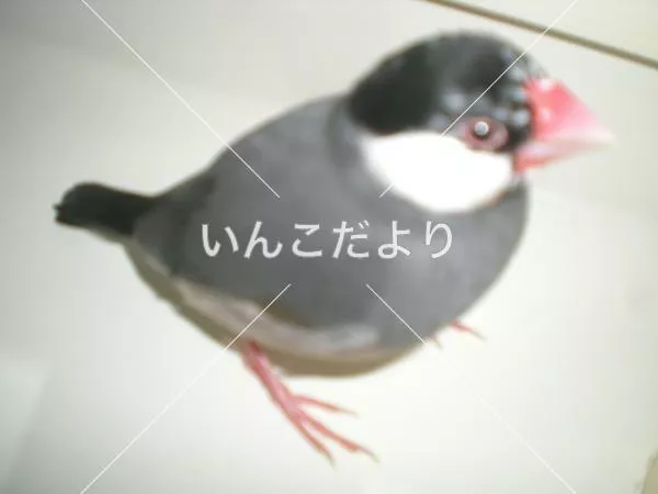 保護鳥の写真