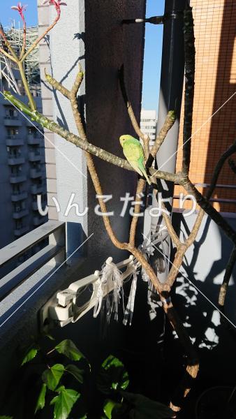 保護鳥の写真