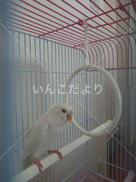 保護鳥の写真