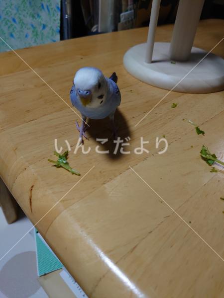 迷い鳥の写真