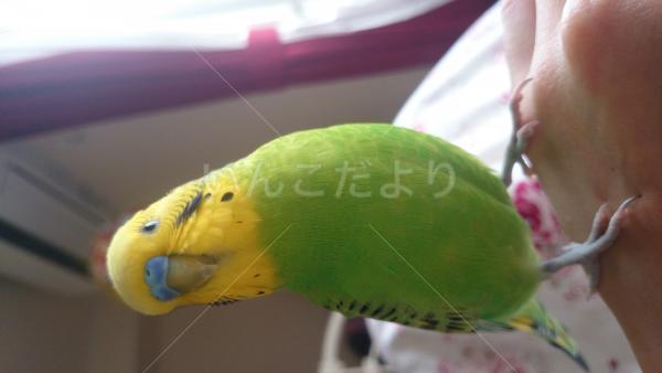 迷い鳥の写真
