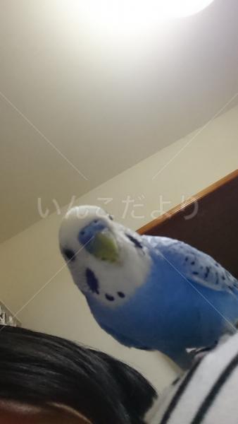 迷い鳥の写真