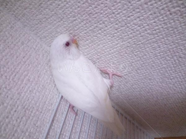 迷い鳥の写真
