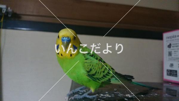 迷い鳥の写真