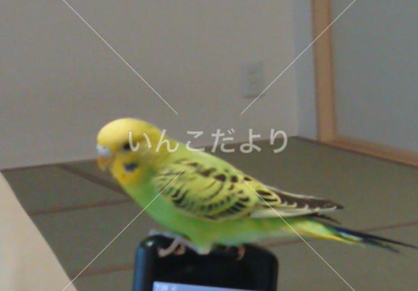迷い鳥の写真