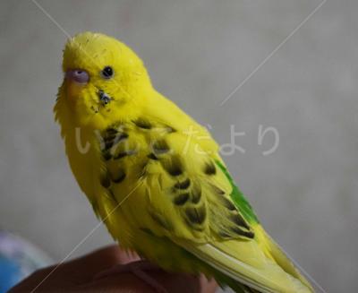 迷い鳥の写真