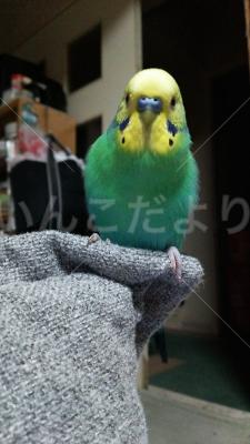 迷い鳥の写真