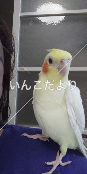 迷い鳥の写真