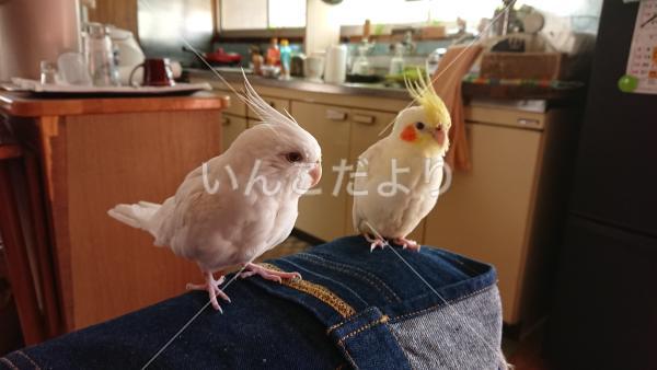 迷い鳥の写真