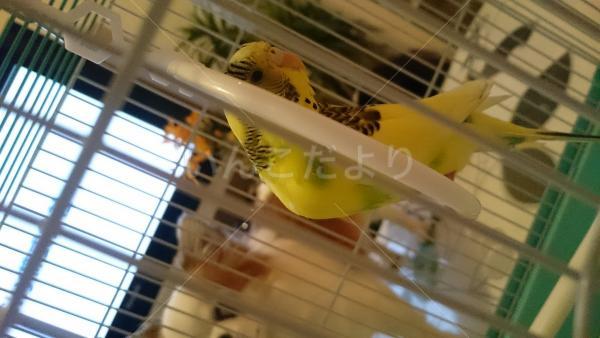 保護鳥の写真