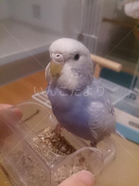迷い鳥の写真