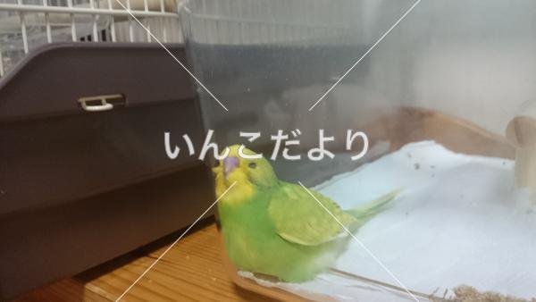 迷い鳥の写真