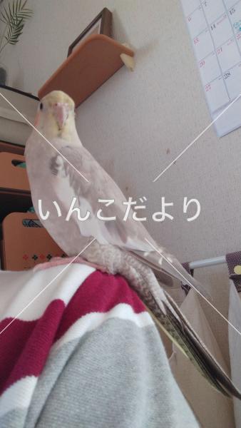 迷い鳥の写真