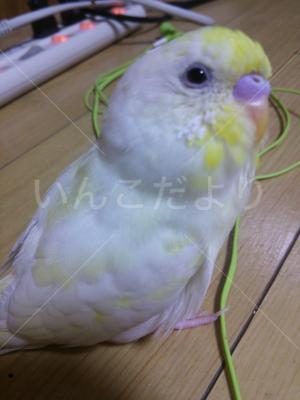 迷い鳥の写真