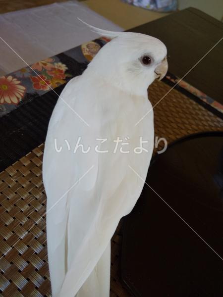迷い鳥の写真