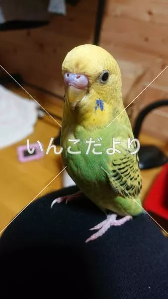 保護鳥の写真
