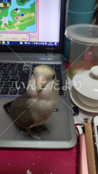 迷い鳥の写真
