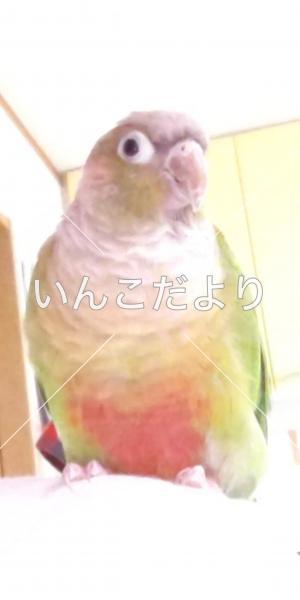 迷い鳥の写真