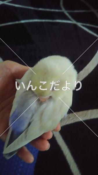 迷い鳥の写真