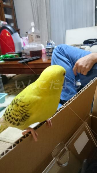 迷い鳥の写真