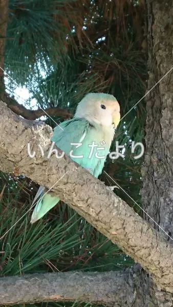保護鳥の写真