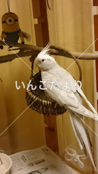 迷い鳥の写真