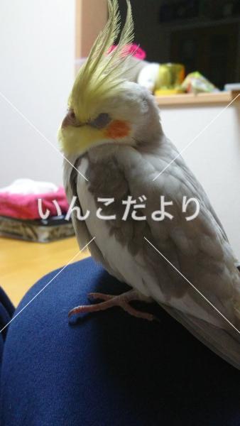 迷い鳥の写真