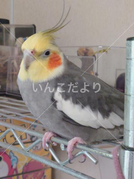 迷い鳥の写真
