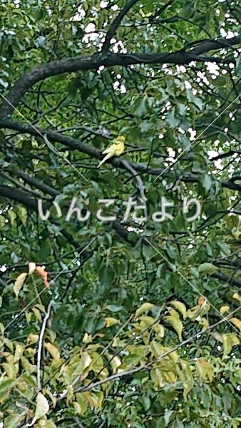 保護鳥の写真