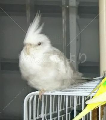 迷い鳥の写真