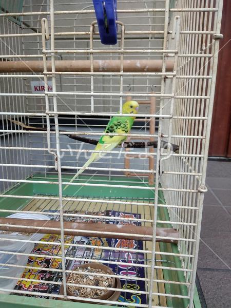 保護鳥の写真
