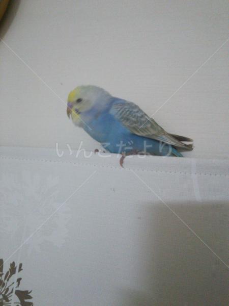 保護鳥の写真