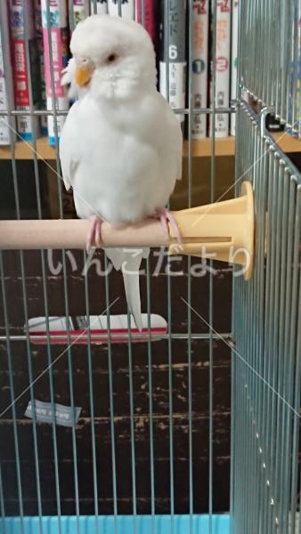 保護鳥の写真