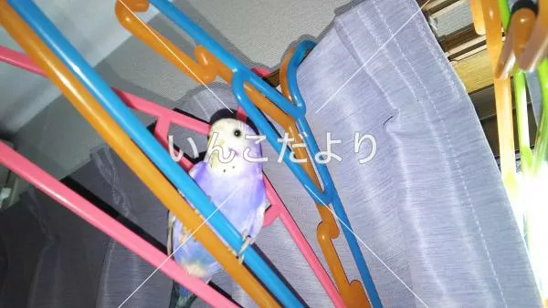 迷い鳥の写真