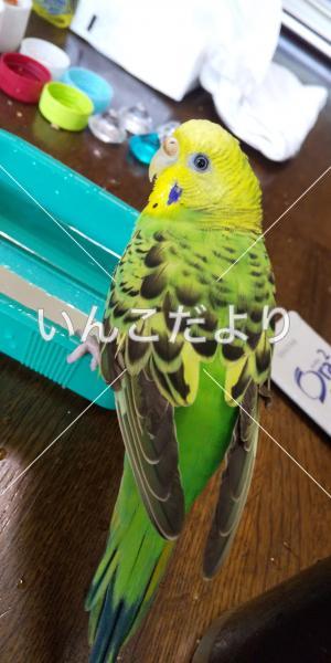 迷い鳥の写真