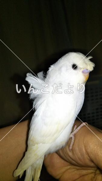 迷い鳥の写真