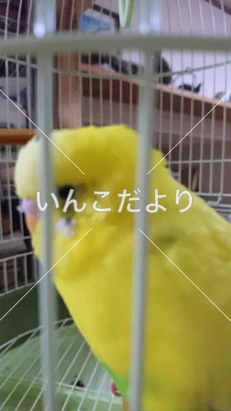 保護鳥の写真
