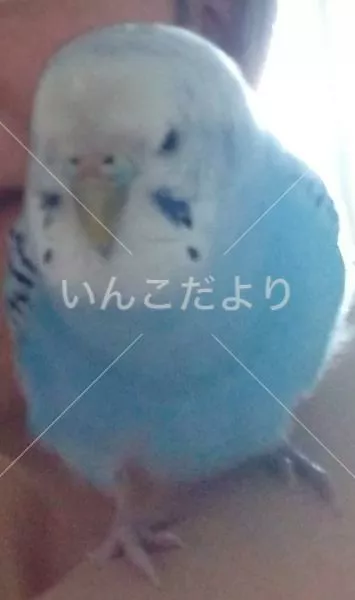 保護鳥の写真