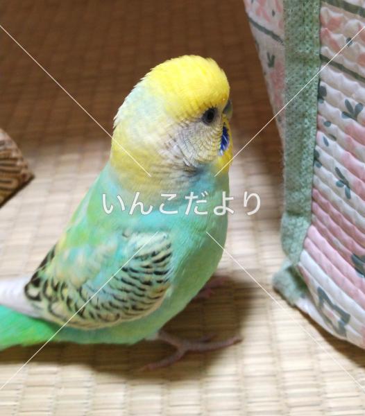 迷い鳥の写真