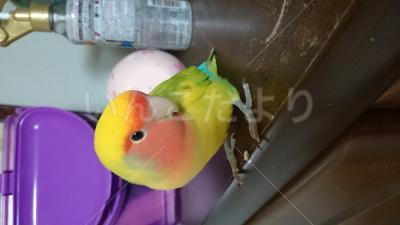 迷い鳥の写真
