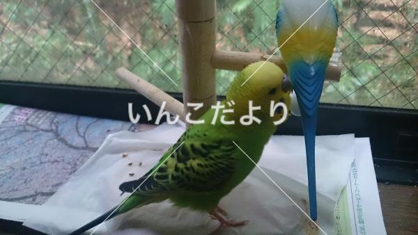 迷い鳥の写真