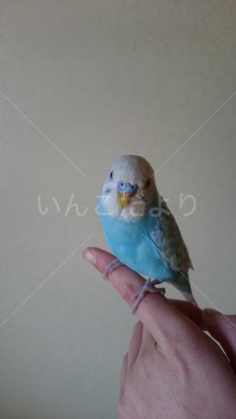 保護鳥の写真