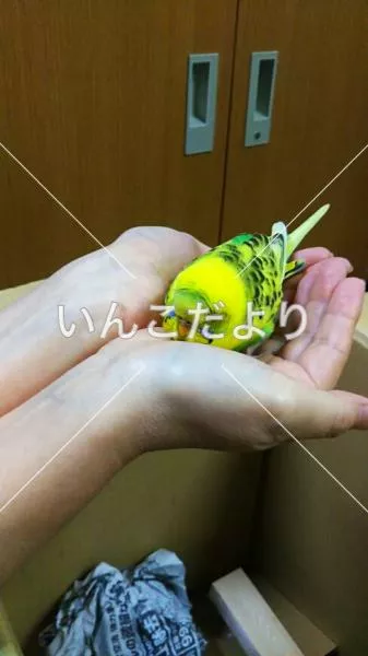 保護鳥の写真