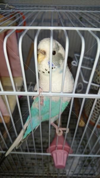迷い鳥の写真
