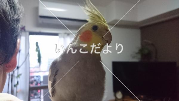 迷い鳥の写真