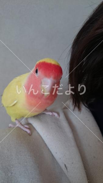 迷い鳥の写真