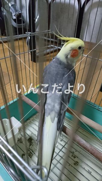保護鳥の写真